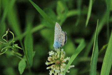 The common blue butterfly (Polyommatus icarus) forages on a white clover flower. Panoramic photo of an insect in green grass on a summer afternoon in Czech republic. Touch of delicacy and elegance 
