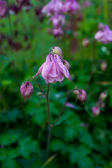 Pink and white, multi layer, columbine flowers blooming outdoors.