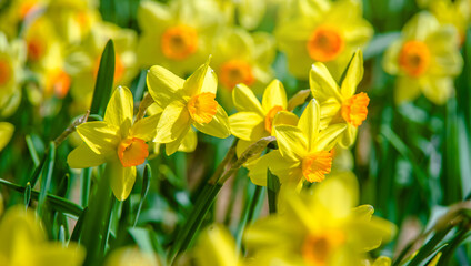 yellow daffodils on a green natural background
