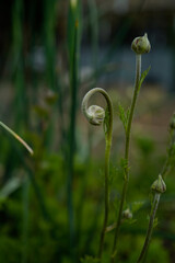 A curled stem on a ranunculus flower.Flower bed of rancunculus during the bud stage.