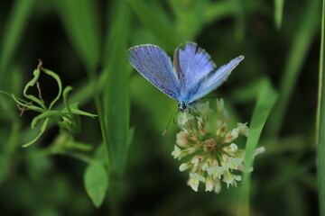The common blue butterfly (Polyommatus icarus) forages on a white clover flower. Panoramic photo of an insect in green grass on a summer afternoon in Czech republic. Touch of delicacy and elegance 
