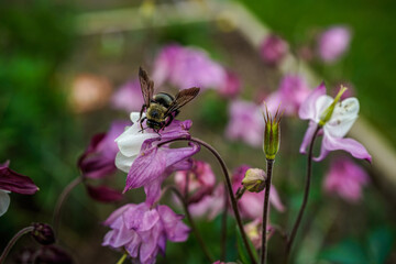 Bumblebee on a pink and white columbine flower. 