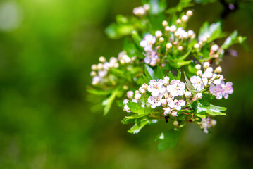 White hawthorn flowers on a green natural background
