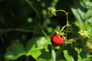 Red and green strawberry berries with white flowers in wild meadow, close up. Wild strawberries bush in forest, macro, closeup
