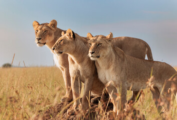 Lions watching over the savannah at sunset in the African wilderness