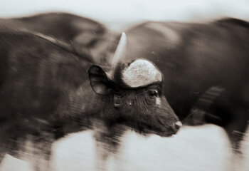 Close encounter with a moving buffalo in rural setting