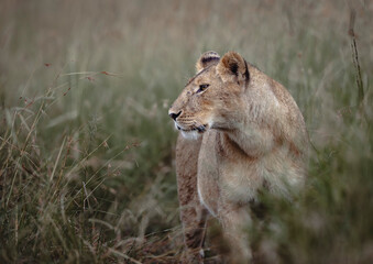Female lion stands alert in tall grass during golden hour