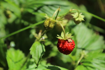 Red and green strawberry berries with white flowers in wild meadow, close up. Wild strawberries bush in forest, macro, closeup
