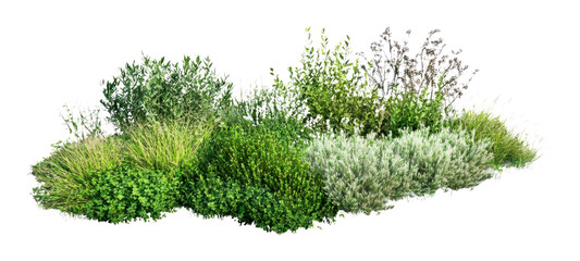 PNG Group of different bushes vegetation plants green.