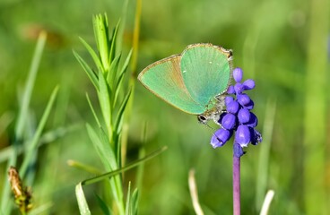 Wildlife. Photos of wild butterflies and insects.