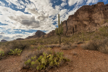 Saguaro in the Desert