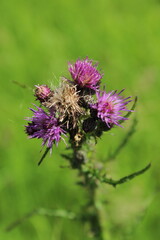 Purple thistle on a green background