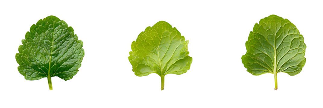 Isolated fresh leaves on dark surface for botanical study and herbal medicine guide use on transparent background