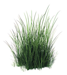 Obraz premium PNG Garden grass illustration background isolated.