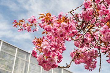 Japanese cherry or Prunus Serrulata Kanzan plant in Saint Gallen in Switzerland 19.4.25