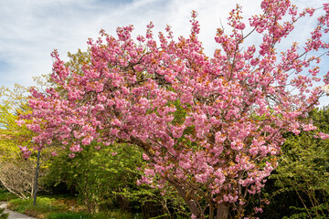 Japanese cherry or Prunus Serrulata Kanzan plant in Saint Gallen in Switzerland 19.4.25