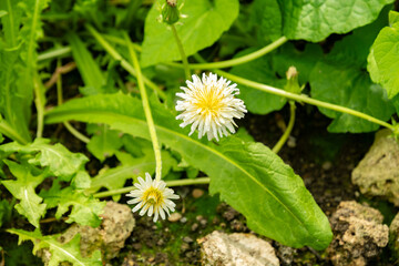 Taraxacum Albidum plant in Saint Gallen in Switzerland 19.4.25