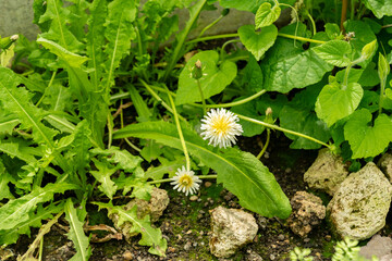 Taraxacum Albidum plant in Saint Gallen in Switzerland 19.4.25