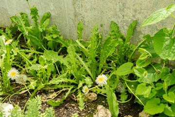 Taraxacum Albidum plant in Saint Gallen in Switzerland 19.4.25