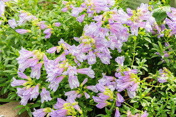 Penstemon Cardwellii plant in Saint Gallen in Switzerland 19.4.25