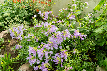 Penstemon Cardwellii plant in Saint Gallen in Switzerland 19.4.25