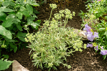 Whorled buckwheat or Eriogonum Heracleoides plant in Saint Gallen in Switzerland 19.4.25