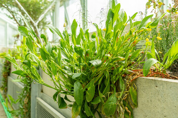 Prickly scorpions tail or Scorpiurus Muricatus plant in Saint Gallen in Switzerland 19.4.25