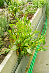 Image of Prickly scorpions tail or Scorpiurus Muricatus plant in Saint Gallen in Switzerland 19.4.25 printed on Printed Glass Splashbacks