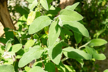 Jerusalem sage or Phlomis Fruticosa plant in Saint Gallen in Switzerland 19.4.25