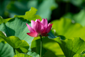 Fototapeta premium 水滴の付いた大賀ハスの花