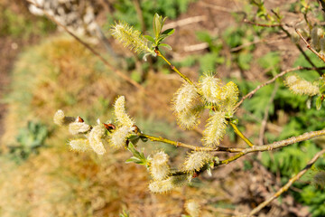 Halberd willow or Salix Hastata plant in Saint Gallen in Switzerland 19.4.25