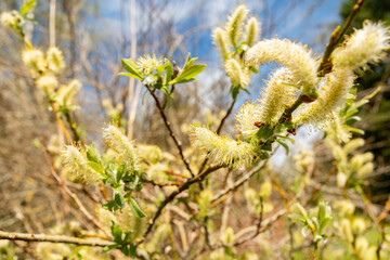 Halberd willow or Salix Hastata plant in Saint Gallen in Switzerland 19.4.25