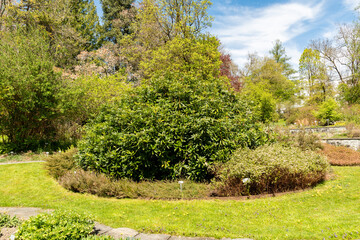Rhododendron Ponticum plant in Saint Gallen in Switzerland 19.4.25