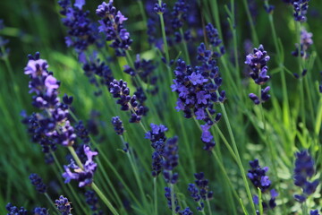 Obraz premium Beautiful natural floral meadow background wallpaper. Beautiful wild flowers 