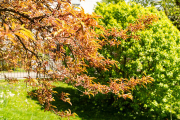 Cherry plum or Prunus Cerasifera Hessei plant in Saint Gallen in Switzerland 19.4.25