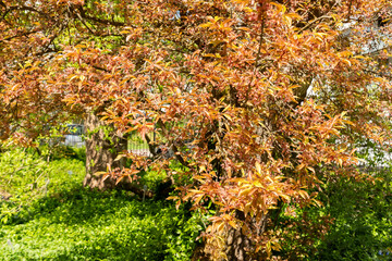 Cherry plum or Prunus Cerasifera Hessei plant in Saint Gallen in Switzerland 19.4.25