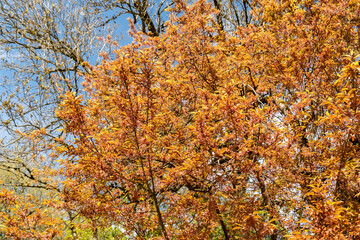 Cherry plum or Prunus Cerasifera Hessei plant in Saint Gallen in Switzerland 19.4.25
