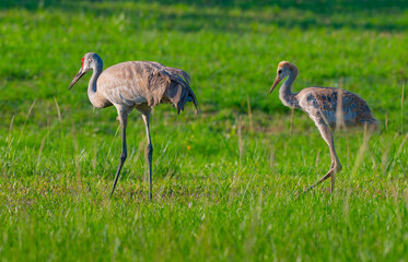 Fototapeta premium A sandhill crane chick is following its parent as they forage in the grass