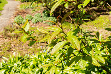 Moupin willow or Salix Moupinensis plant in Saint Gallen in Switzerland 19.4.25