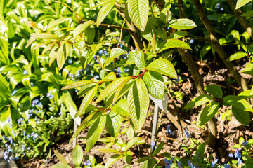 Moupin willow or Salix Moupinensis plant in Saint Gallen in Switzerland 19.4.25