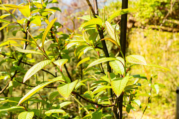 Moupin willow or Salix Moupinensis plant in Saint Gallen in Switzerland 19.4.25