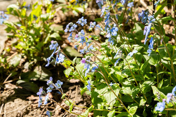 Cappadocian navelwort or Omphalodes Cappadocica plant in Saint Gallen in Switzerland 19.4.25