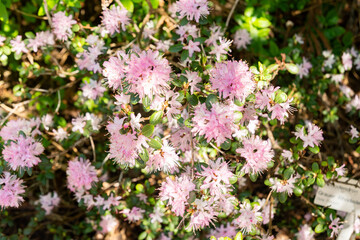 Rhododendron Hippophaeoides plant in Saint Gallen in Switzerland 19.4.25