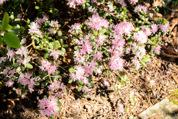 Rhododendron Hippophaeoides plant in Saint Gallen in Switzerland 19.4.25