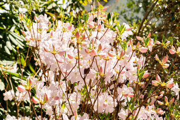 Royal azalea or Rhododendron Schlippenbachii plant in Saint Gallen in Switzerland 19.4.25