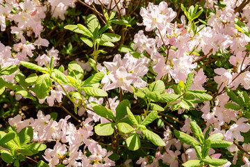 Royal azalea or Rhododendron Schlippenbachii plant in Saint Gallen in Switzerland 19.4.25