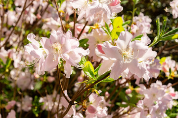 Royal azalea or Rhododendron Schlippenbachii plant in Saint Gallen in Switzerland 19.4.25