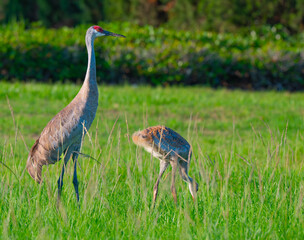 Sandhill crane is keeping a watchful eye over its chick that is foraging in tall grass