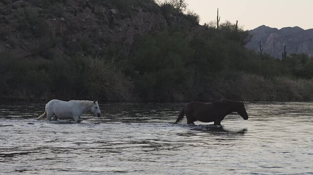 Band Of Wild Horses Crossing A River In The Tonto National Forest Near Mesa Arizona Early Morning 