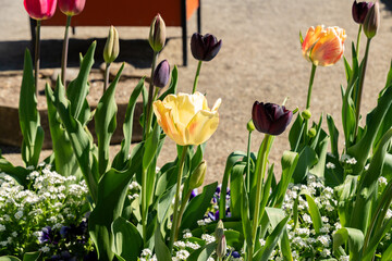 Tulip flowers in Saint Gallen in Switzerland 19.4.25